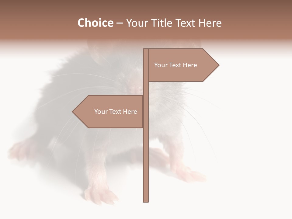 Background Tail Fluffy PowerPoint Template