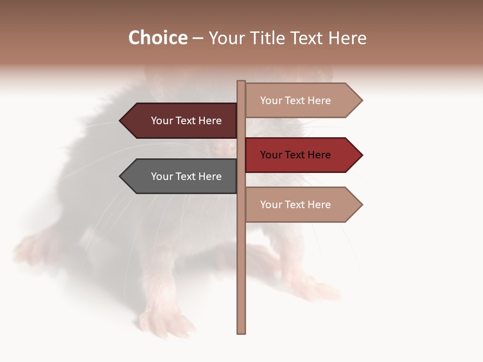 Background Tail Fluffy PowerPoint Template