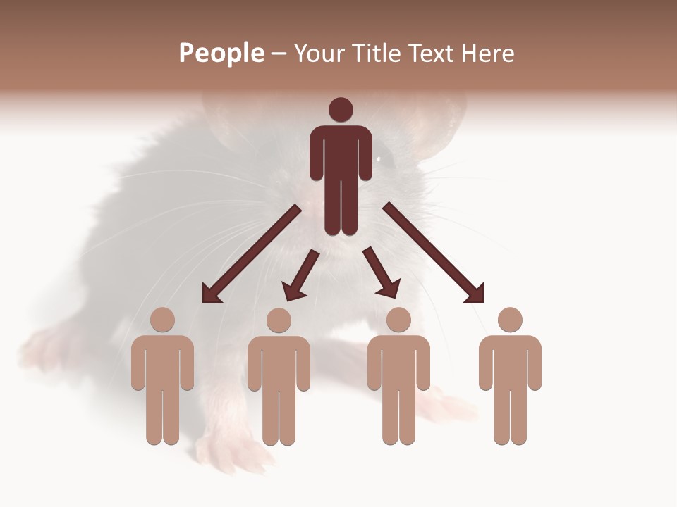 Background Tail Fluffy PowerPoint Template