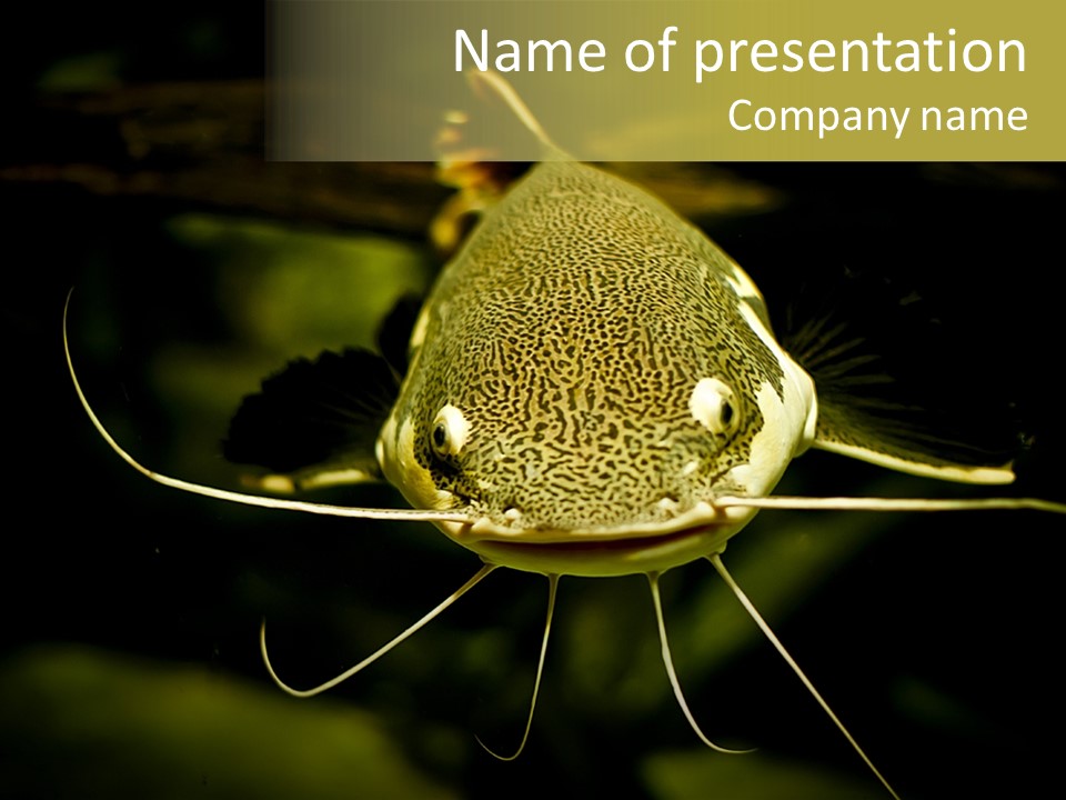 Aquarium Nature Tropical PowerPoint Template