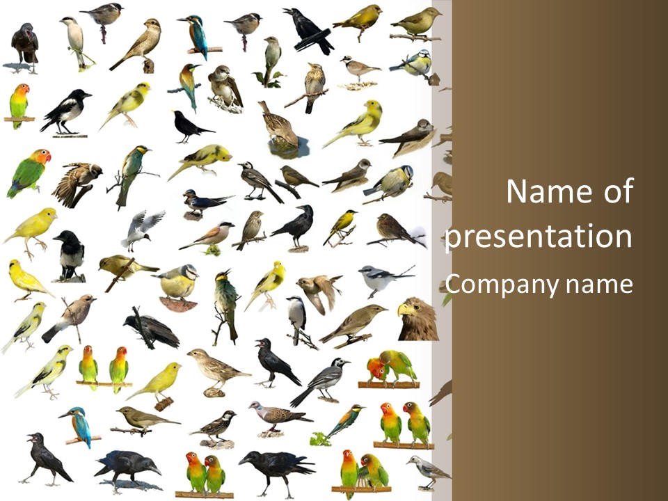 Tit Canary Wagtail PowerPoint Template