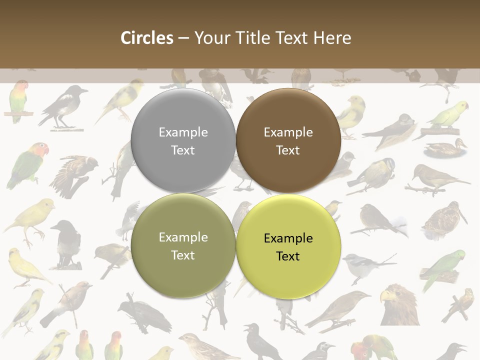 Tit Canary Wagtail PowerPoint Template