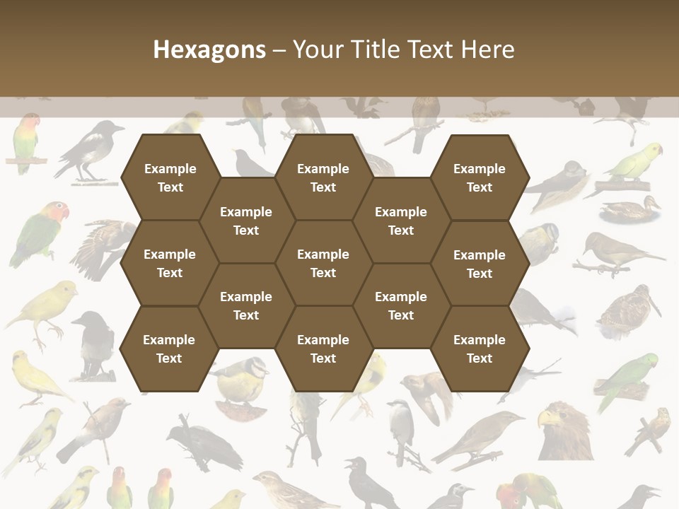 Tit Canary Wagtail PowerPoint Template