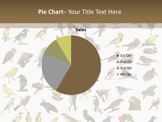 Tit Canary Wagtail PowerPoint Template