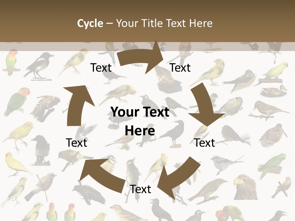 Tit Canary Wagtail PowerPoint Template