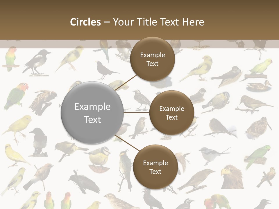 Tit Canary Wagtail PowerPoint Template
