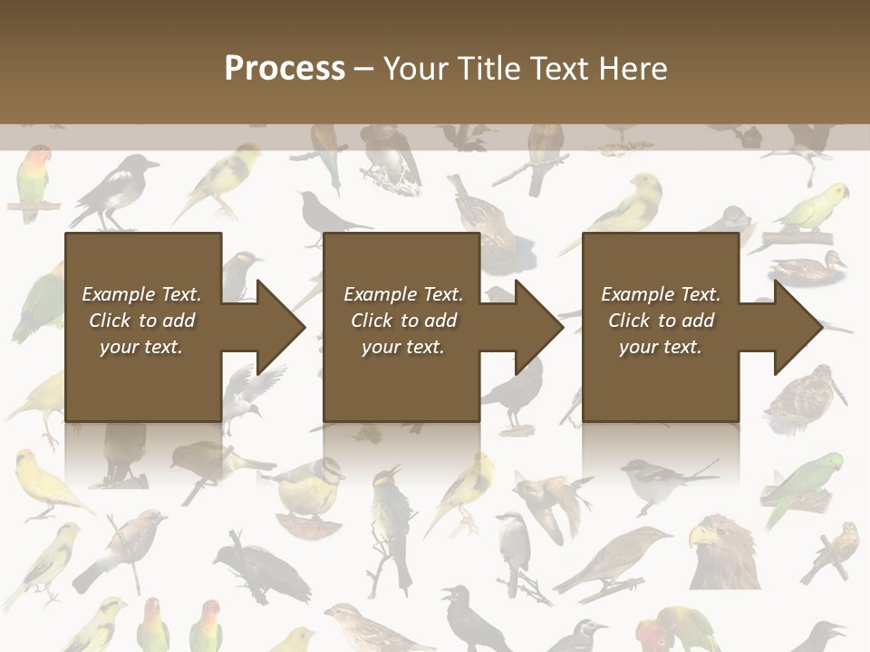 Tit Canary Wagtail PowerPoint Template