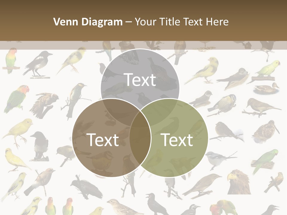 Tit Canary Wagtail PowerPoint Template
