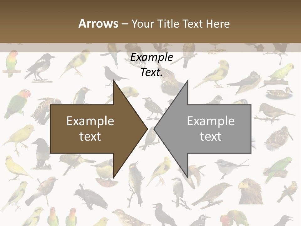 Tit Canary Wagtail PowerPoint Template