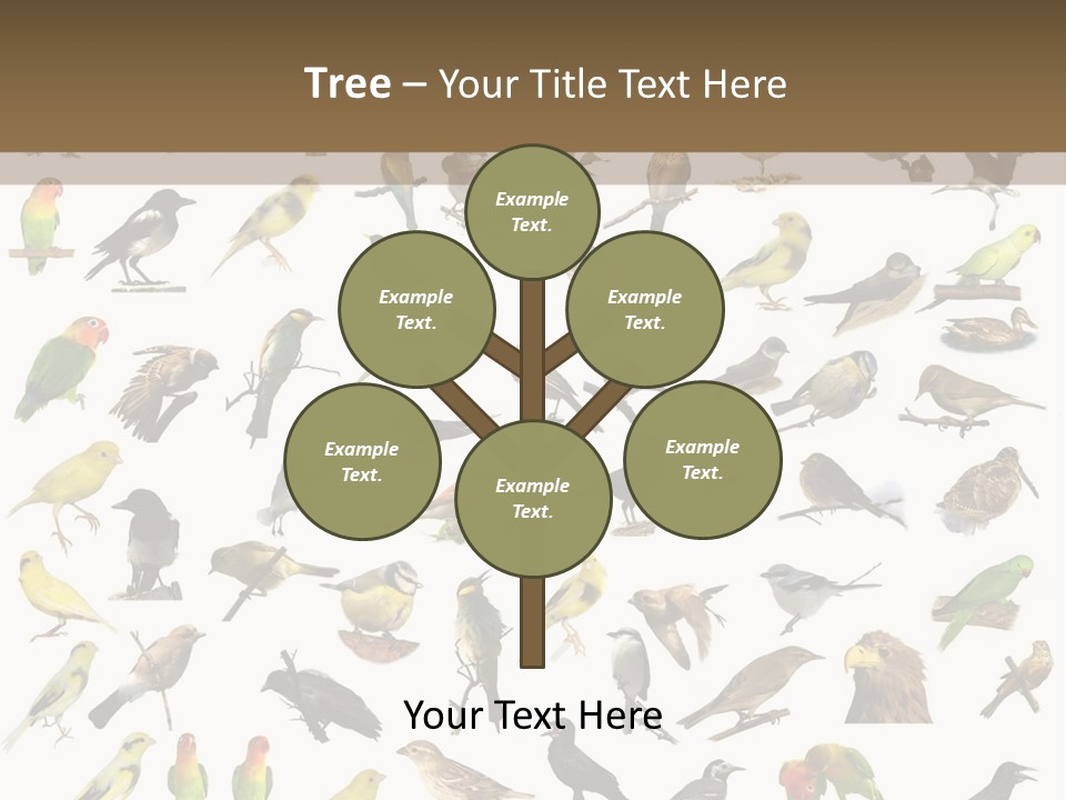 Tit Canary Wagtail PowerPoint Template