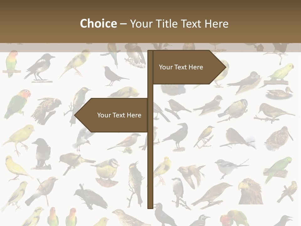 Tit Canary Wagtail PowerPoint Template