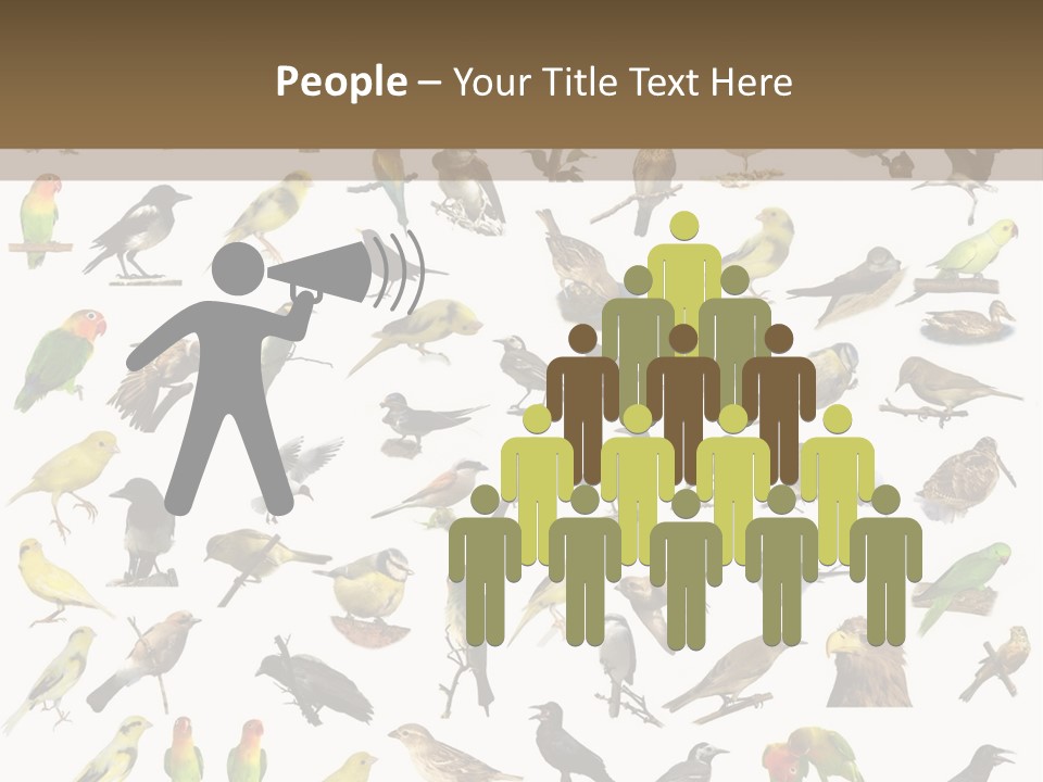 Tit Canary Wagtail PowerPoint Template