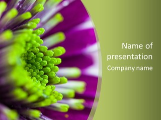 Dahlia Flower Summer PowerPoint Template