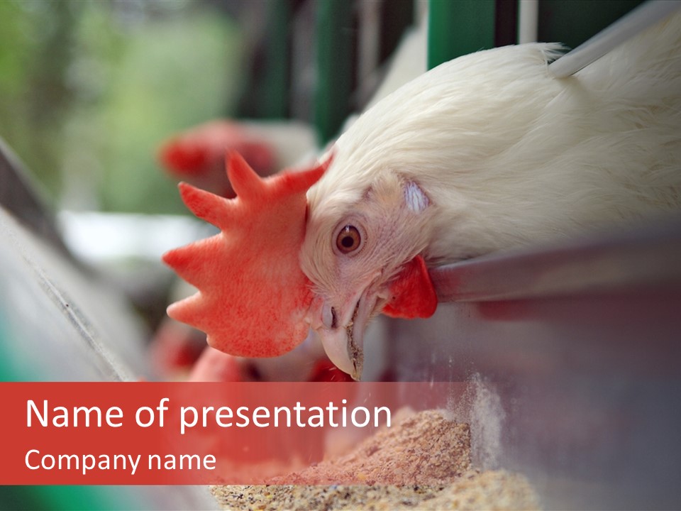 Farm Comb Rooster PowerPoint Template
