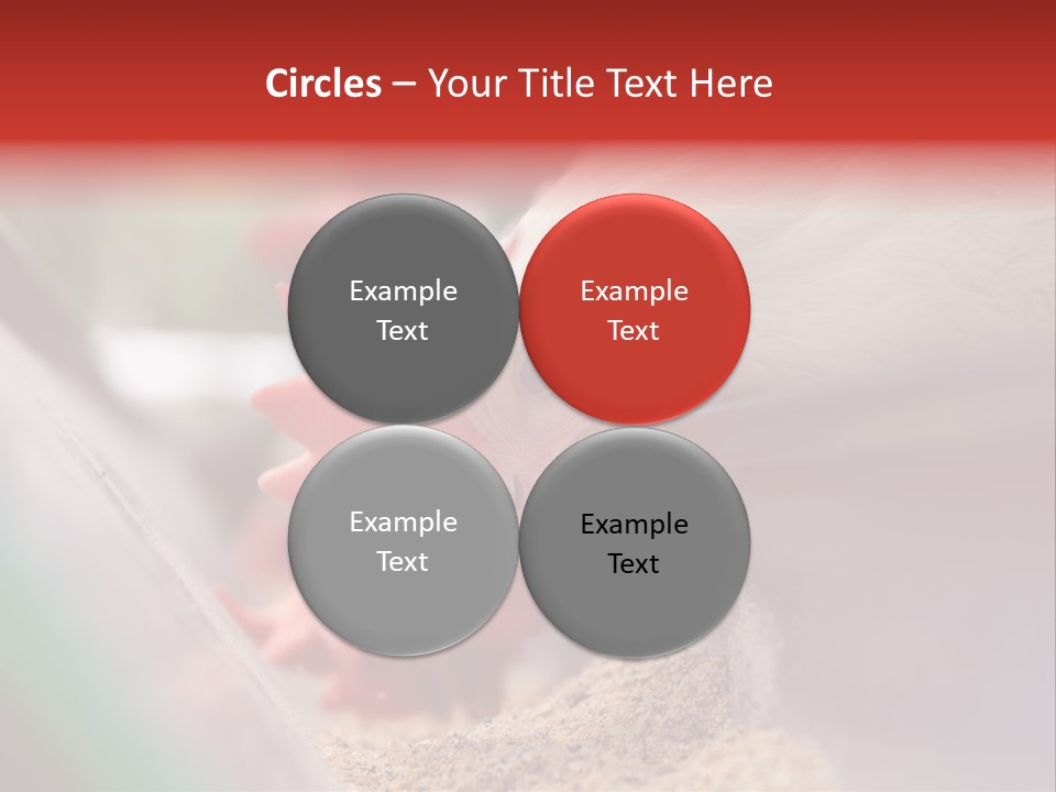 Farm Comb Rooster PowerPoint Template