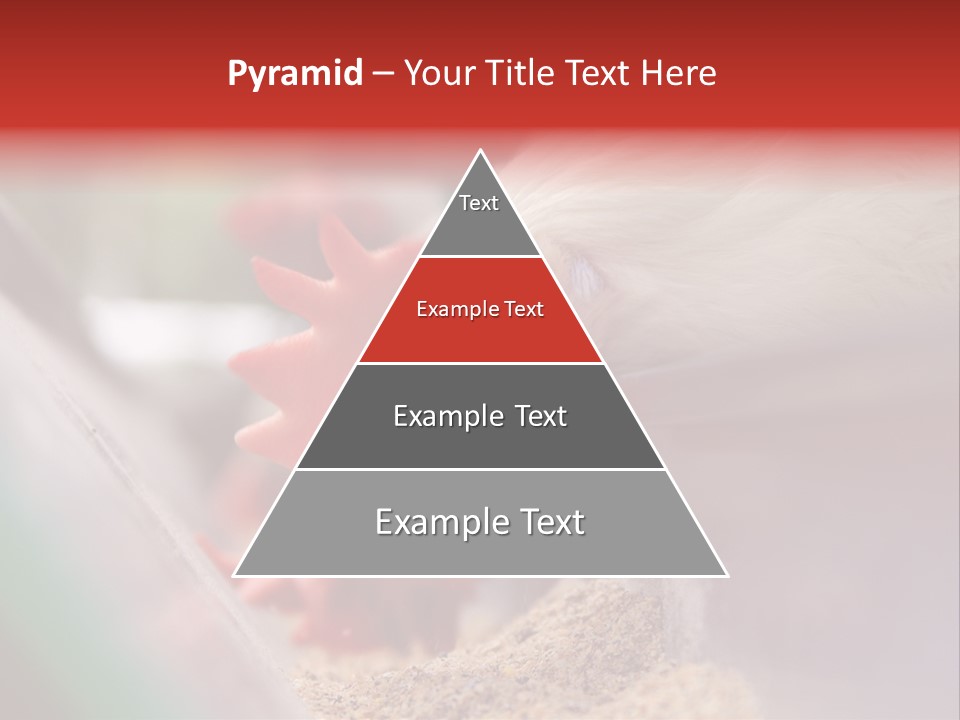 Farm Comb Rooster PowerPoint Template