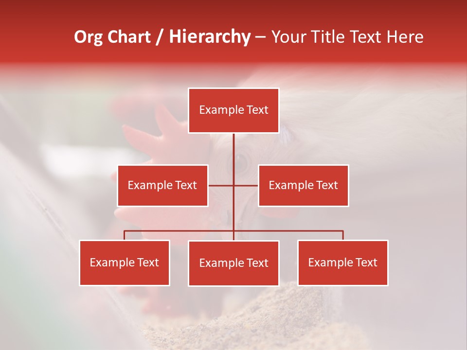 Farm Comb Rooster PowerPoint Template