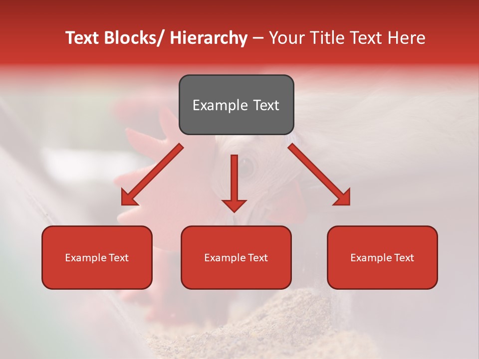 Farm Comb Rooster PowerPoint Template