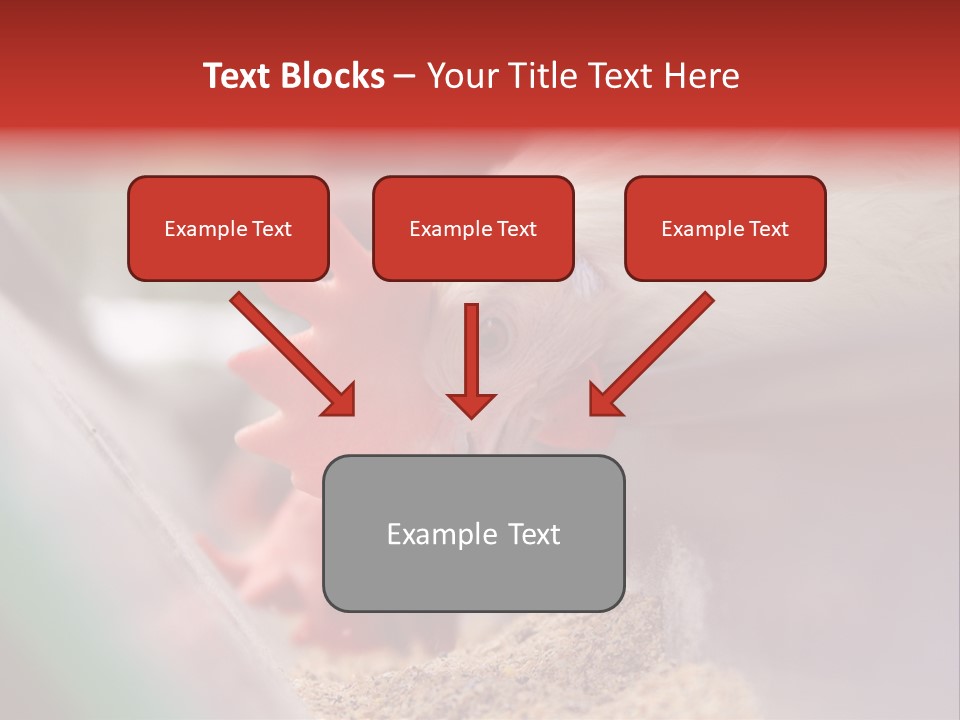 Farm Comb Rooster PowerPoint Template