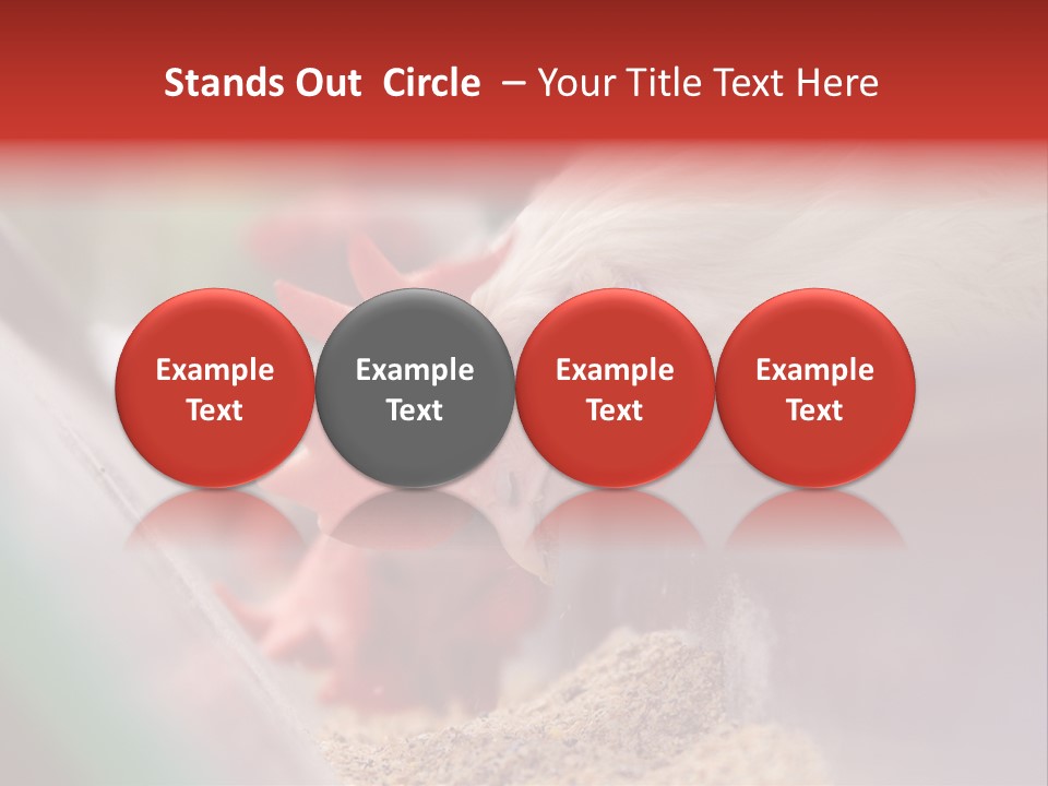 Farm Comb Rooster PowerPoint Template