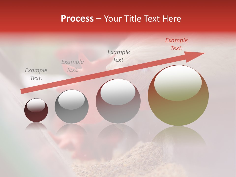 Farm Comb Rooster PowerPoint Template
