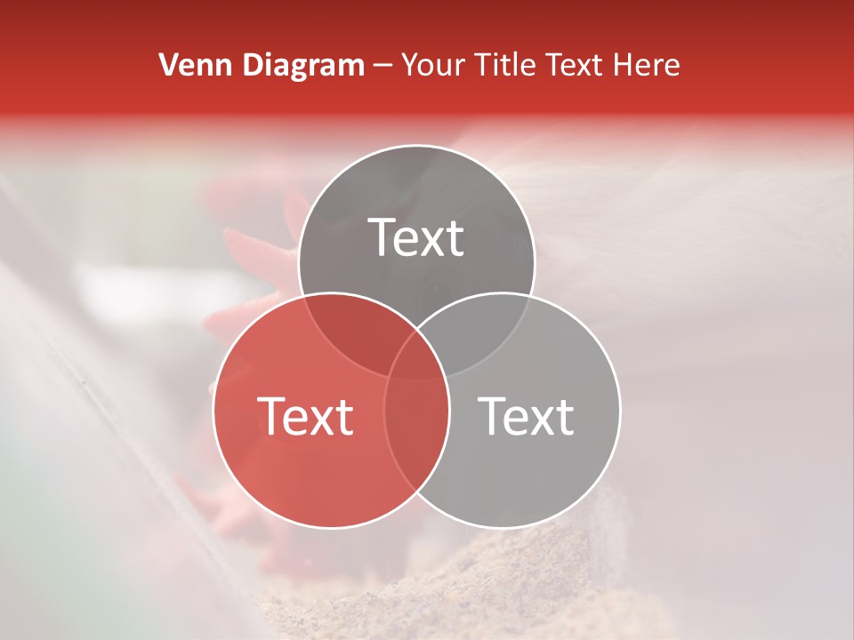 Farm Comb Rooster PowerPoint Template