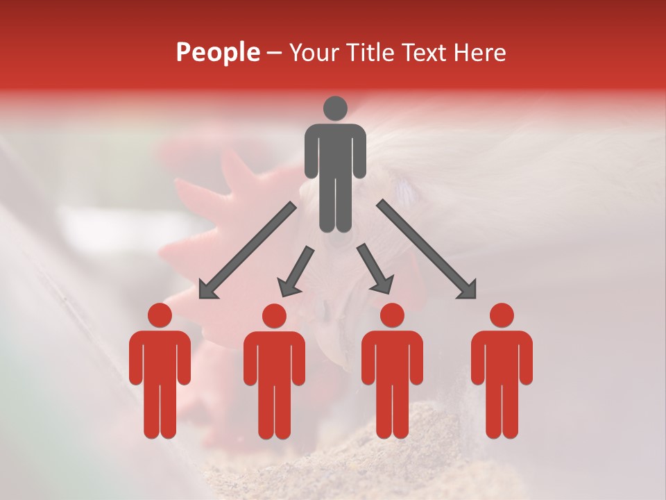 Farm Comb Rooster PowerPoint Template