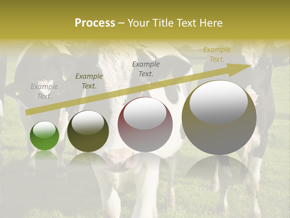 Herd Landscape Waltshire PowerPoint Template