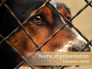 Fence Outdoor Canine PowerPoint Template