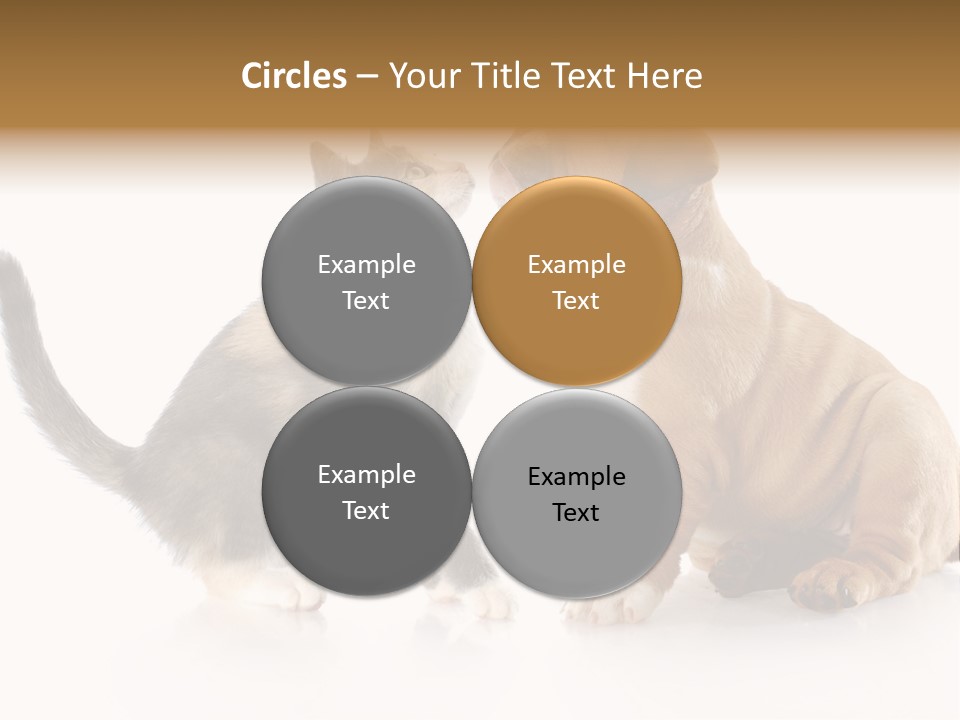 Friends Cat Emotions PowerPoint Template