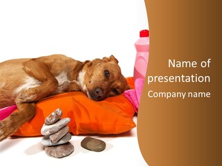 Cherishing Funny Background PowerPoint Template