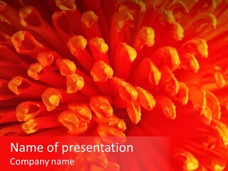 Fresh Macro Spring PowerPoint Template