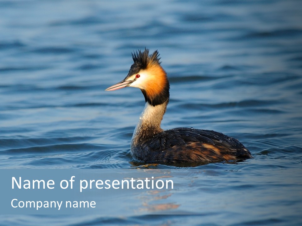 Reflection Outdoor Waterfowl PowerPoint Template