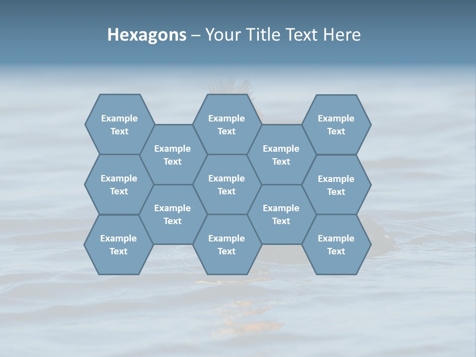 Reflection Outdoor Waterfowl PowerPoint Template