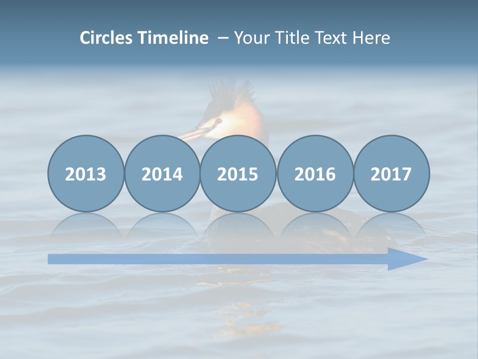 Reflection Outdoor Waterfowl PowerPoint Template