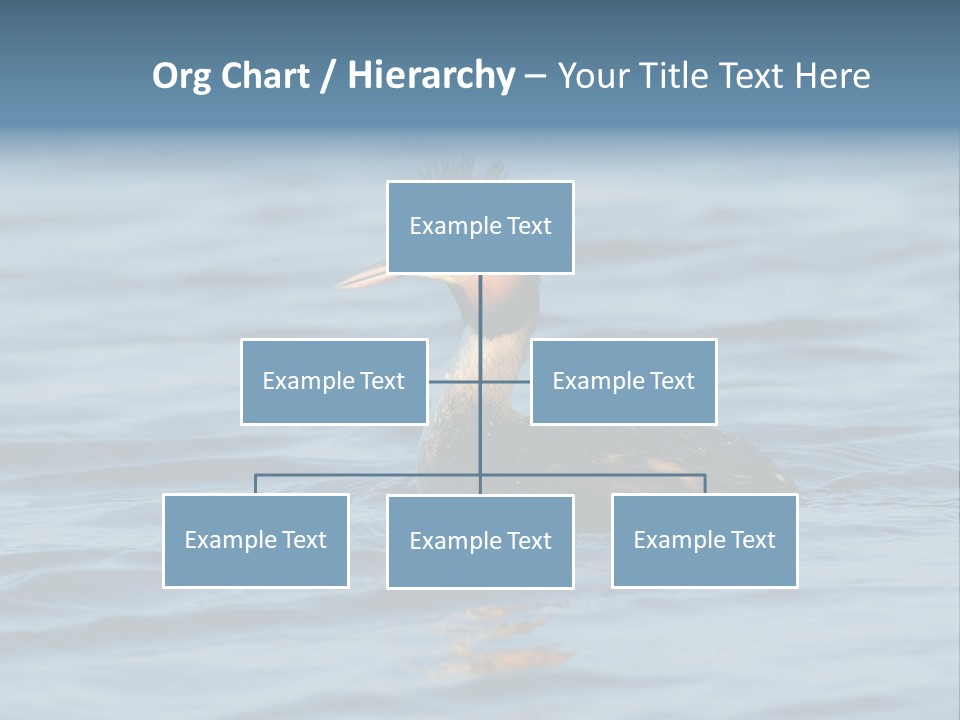 Reflection Outdoor Waterfowl PowerPoint Template
