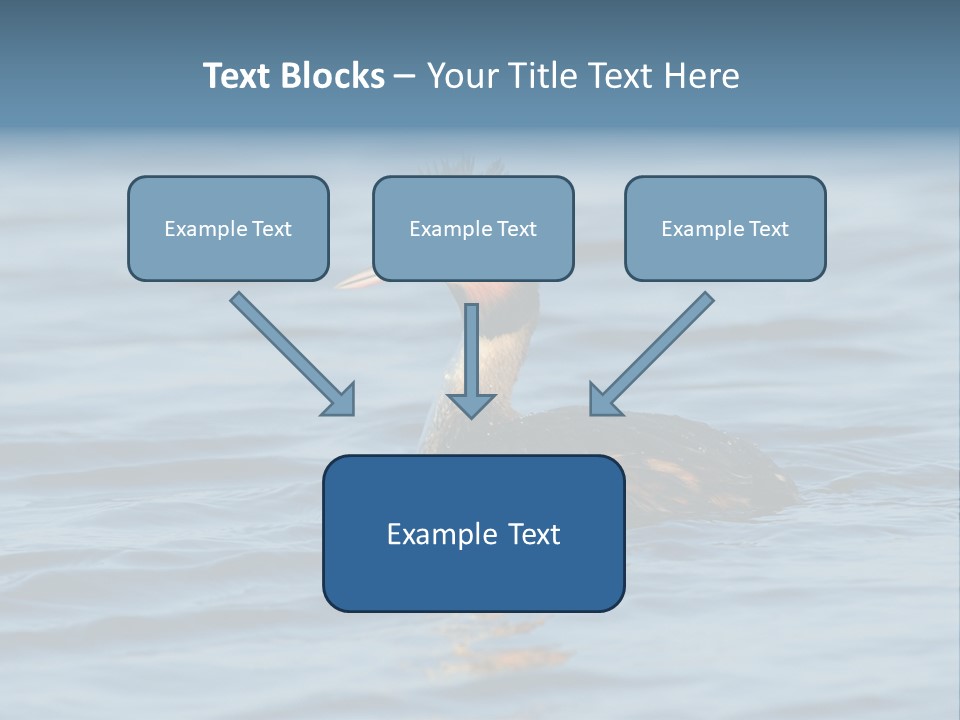 Reflection Outdoor Waterfowl PowerPoint Template