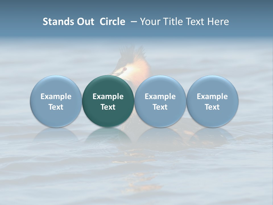 Reflection Outdoor Waterfowl PowerPoint Template