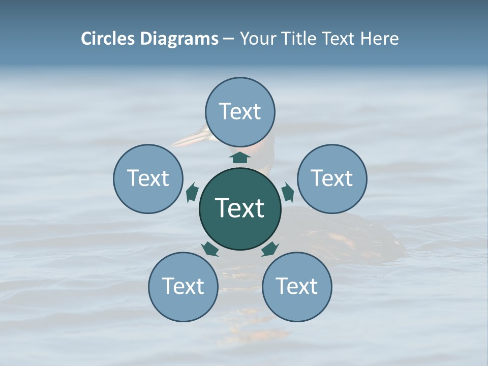 Reflection Outdoor Waterfowl PowerPoint Template