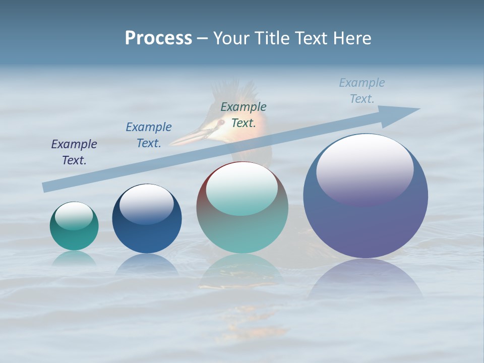 Reflection Outdoor Waterfowl PowerPoint Template