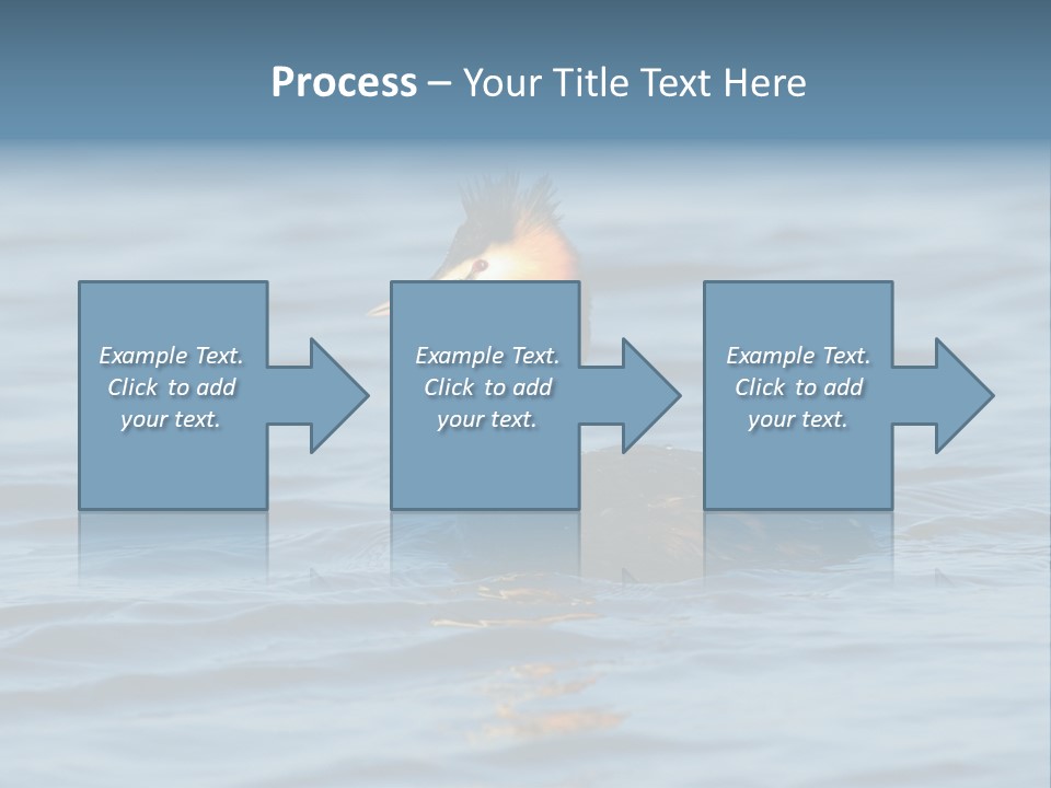 Reflection Outdoor Waterfowl PowerPoint Template