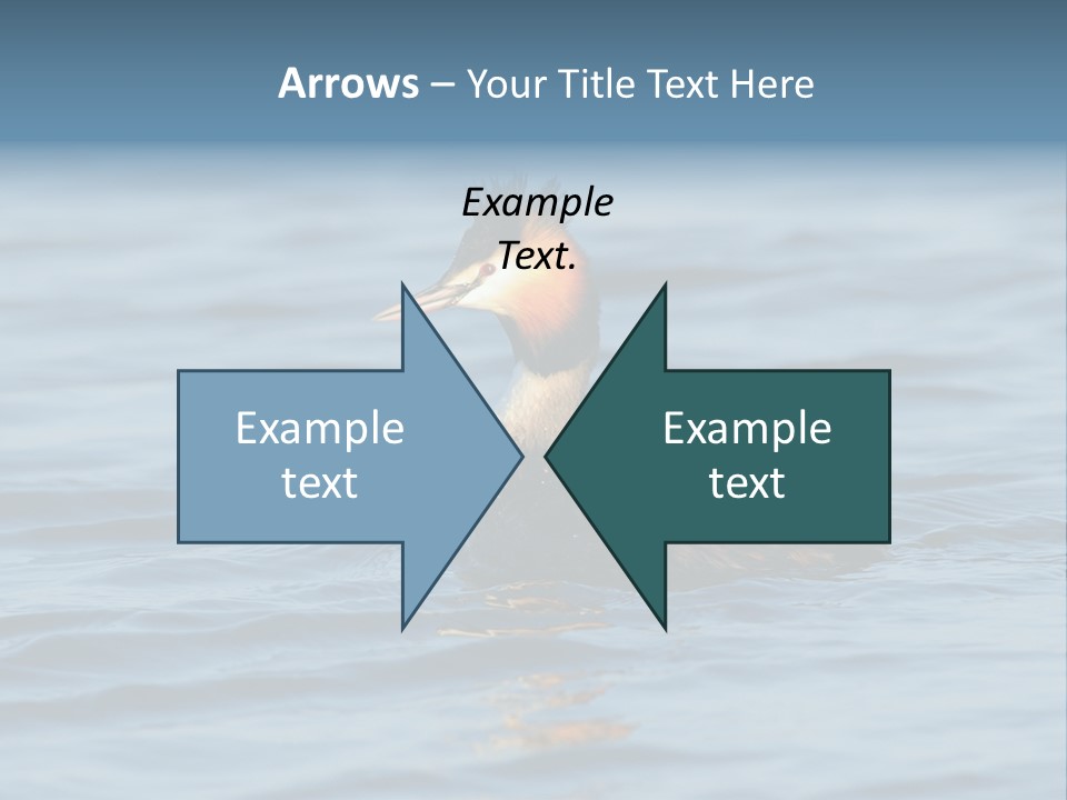 Reflection Outdoor Waterfowl PowerPoint Template