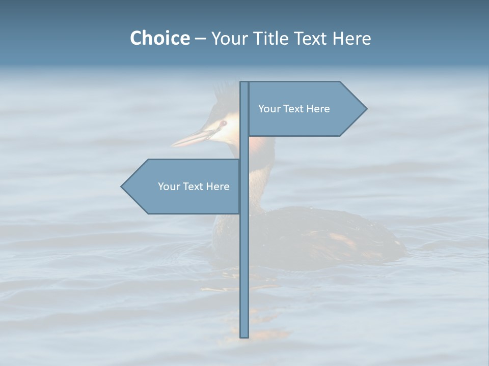 Reflection Outdoor Waterfowl PowerPoint Template