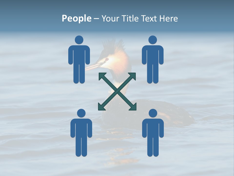 Reflection Outdoor Waterfowl PowerPoint Template