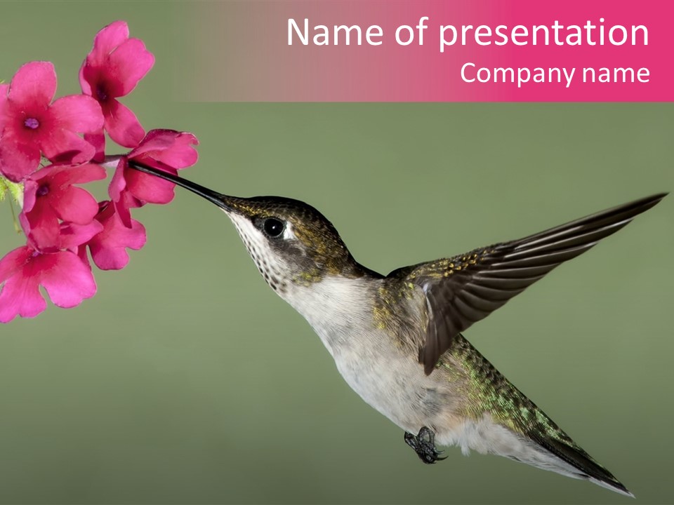 Avian Humming Hover PowerPoint Template