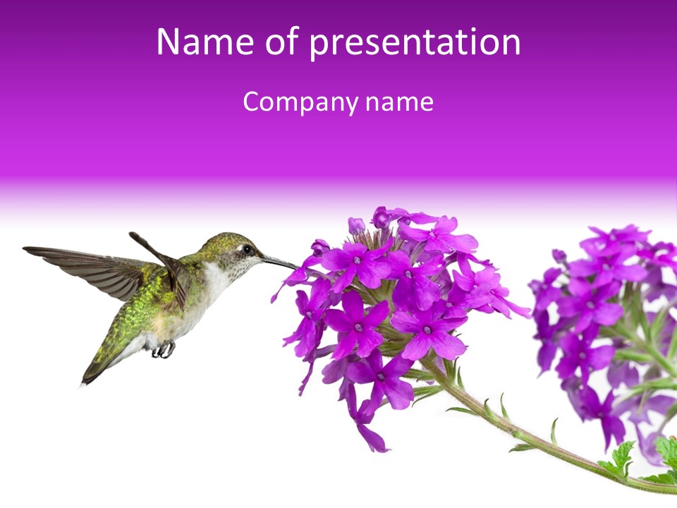 A Hummingbird Flying Over A Purple Flower PowerPoint Template