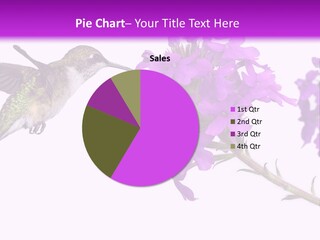 A Hummingbird Flying Over A Purple Flower PowerPoint Template