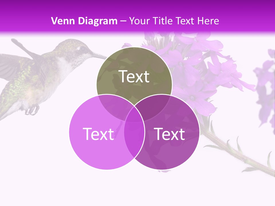 A Hummingbird Flying Over A Purple Flower PowerPoint Template