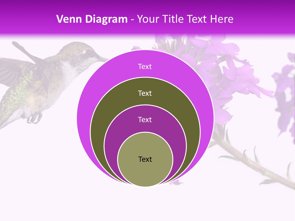 A Hummingbird Flying Over A Purple Flower PowerPoint Template