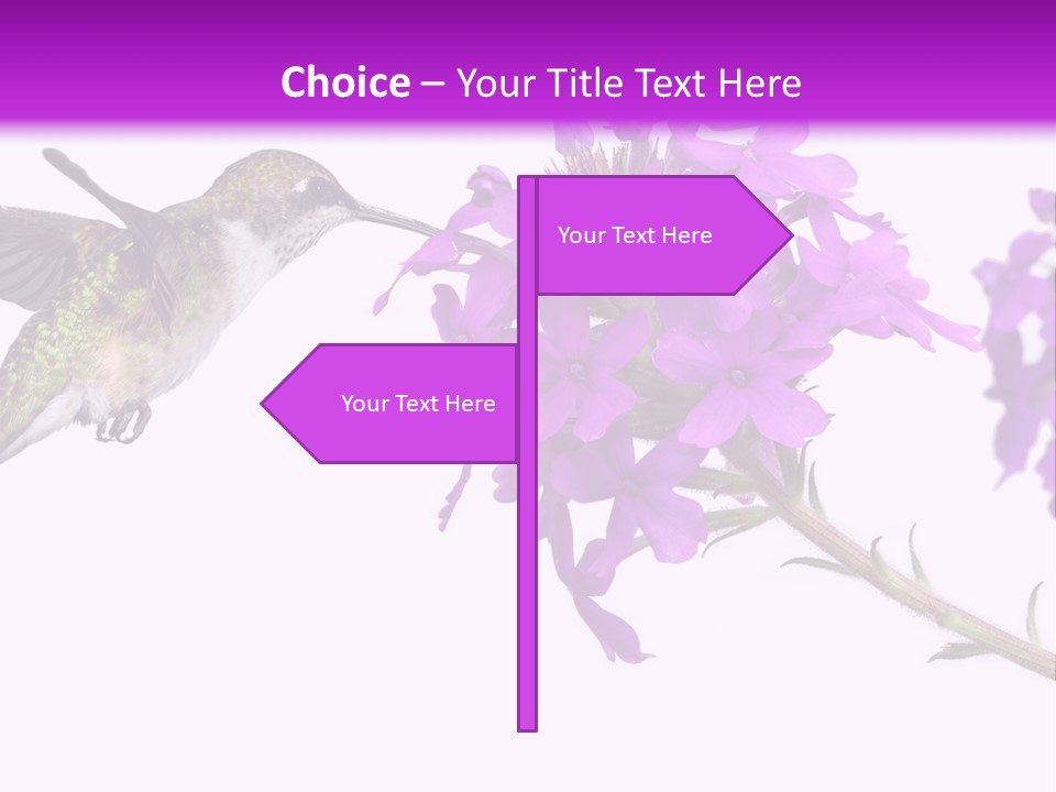 A Hummingbird Flying Over A Purple Flower PowerPoint Template